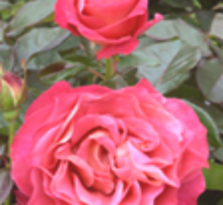 Pepineres Forest Rosiers Grimpants