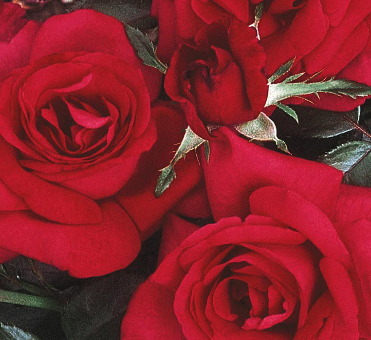 Pepineres Forest Rosiers Grimpants