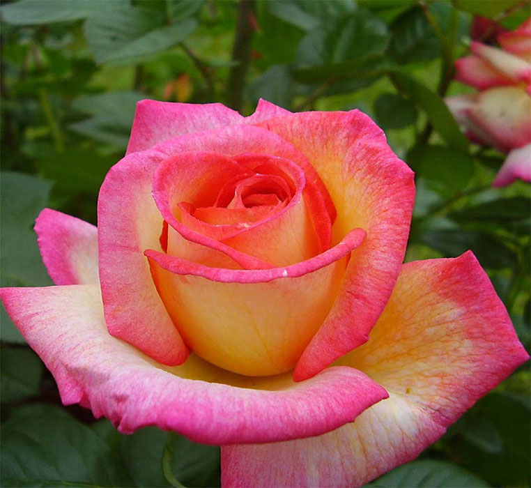 Pepineres Forest Rosiers Grimpants